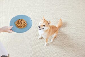“動物の幸せ”から“人の幸せ”を生み出す——「フレッシュペットフード」で目指すウェルビーイングな社会の実現
